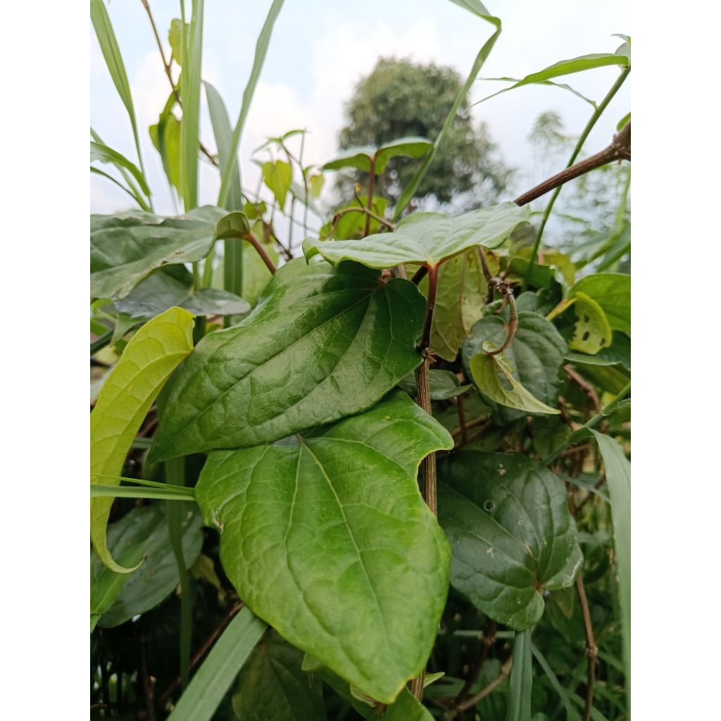 

Daun sirih hijau segar per 500gram asli segar
