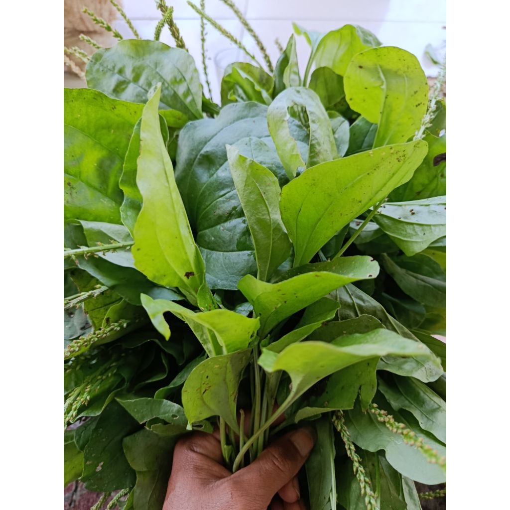 

ready daun sendok segar asli per 250gram