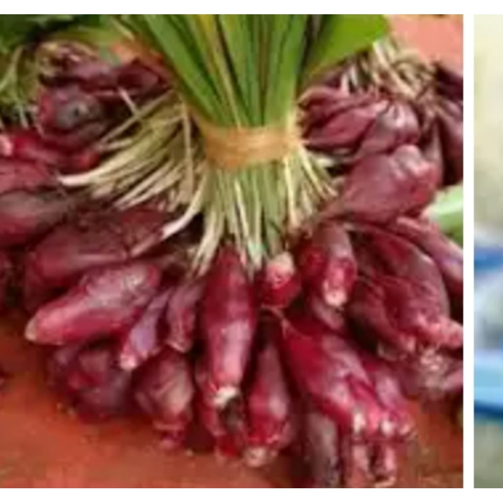 

satu paket bawang Dayak dan kunir putih ombyok 1 kilo