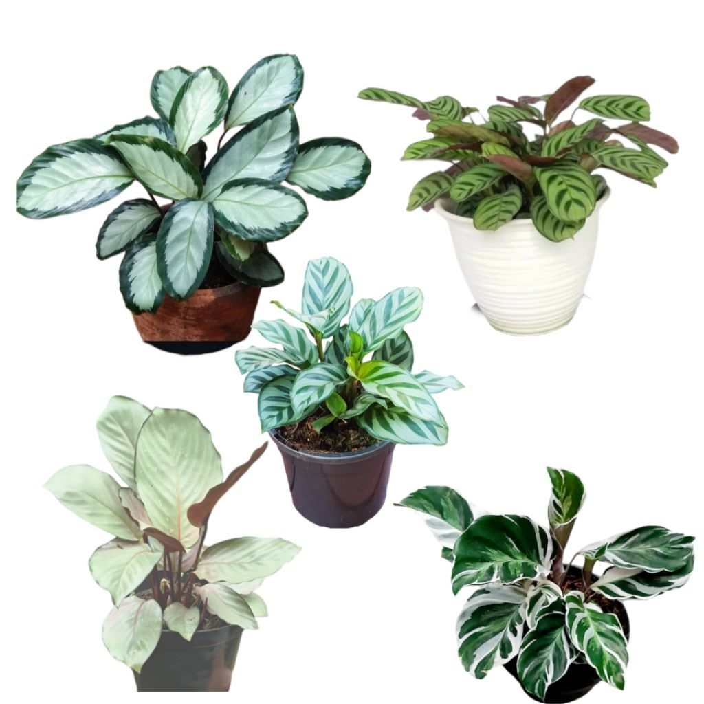 Tanaman hias calathea 5 jenis