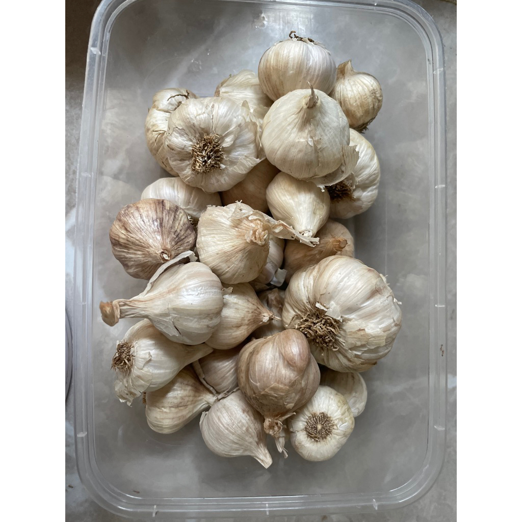 

Bawang Kodek Sembalun Harum Enak 250gr