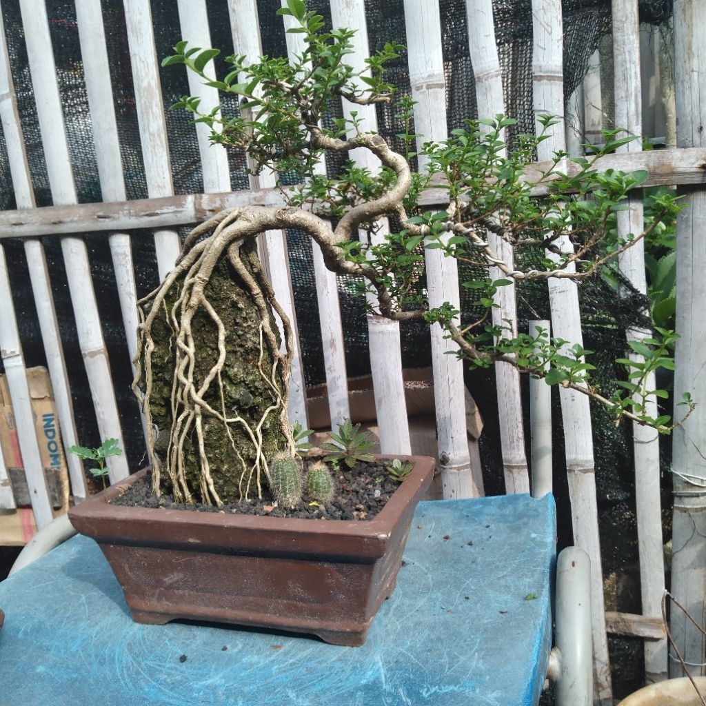 BONSAI SANCANG SMALL