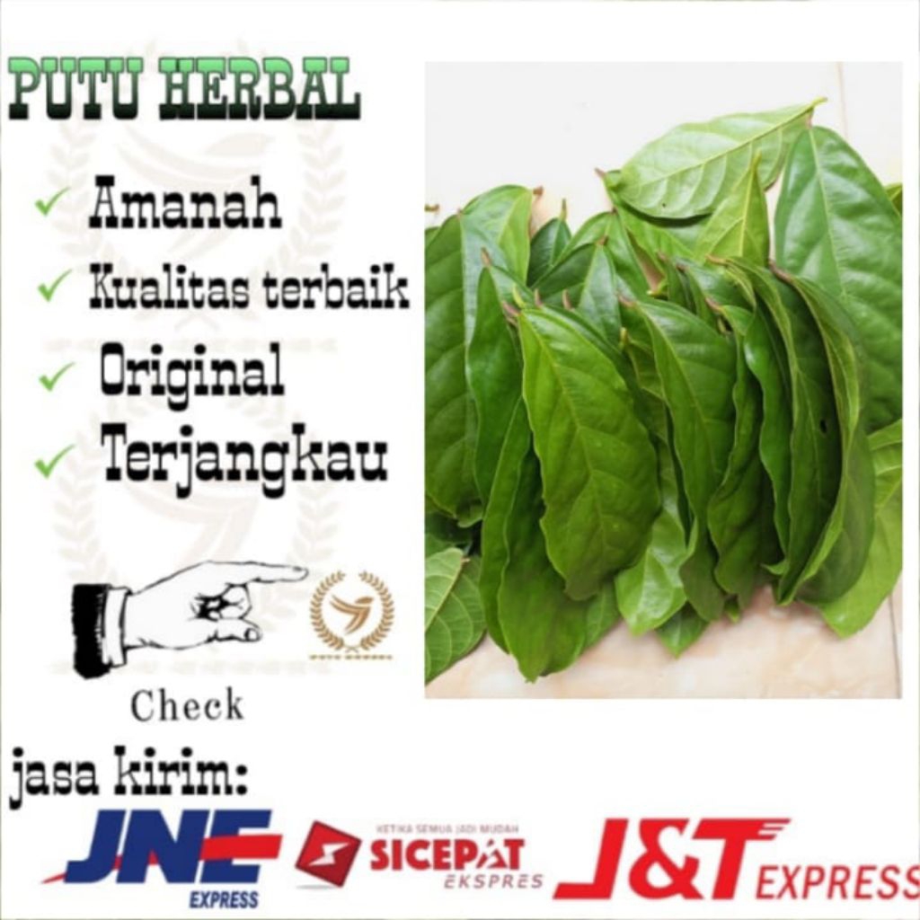 

Daun hantap segar | Daun hantap fresh