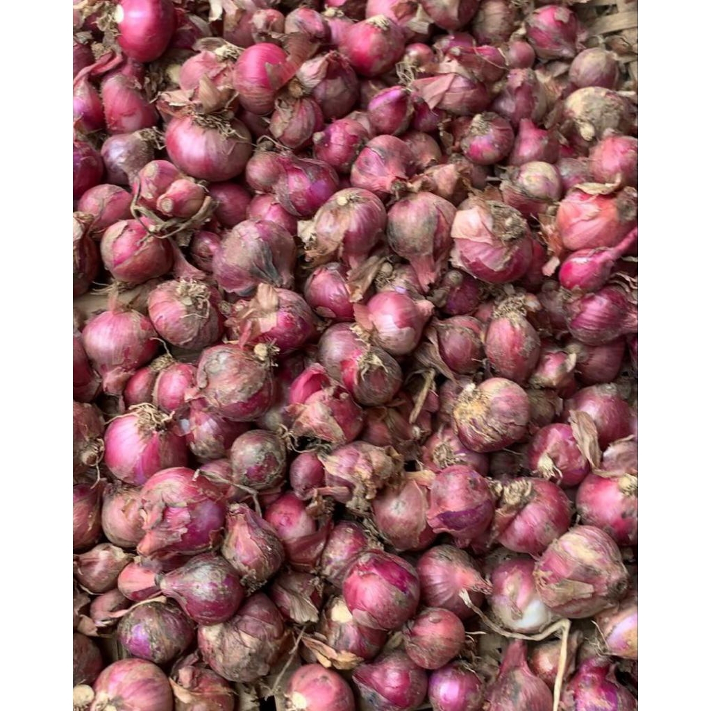 

bawang merah karet obral ukuran sedang kecil