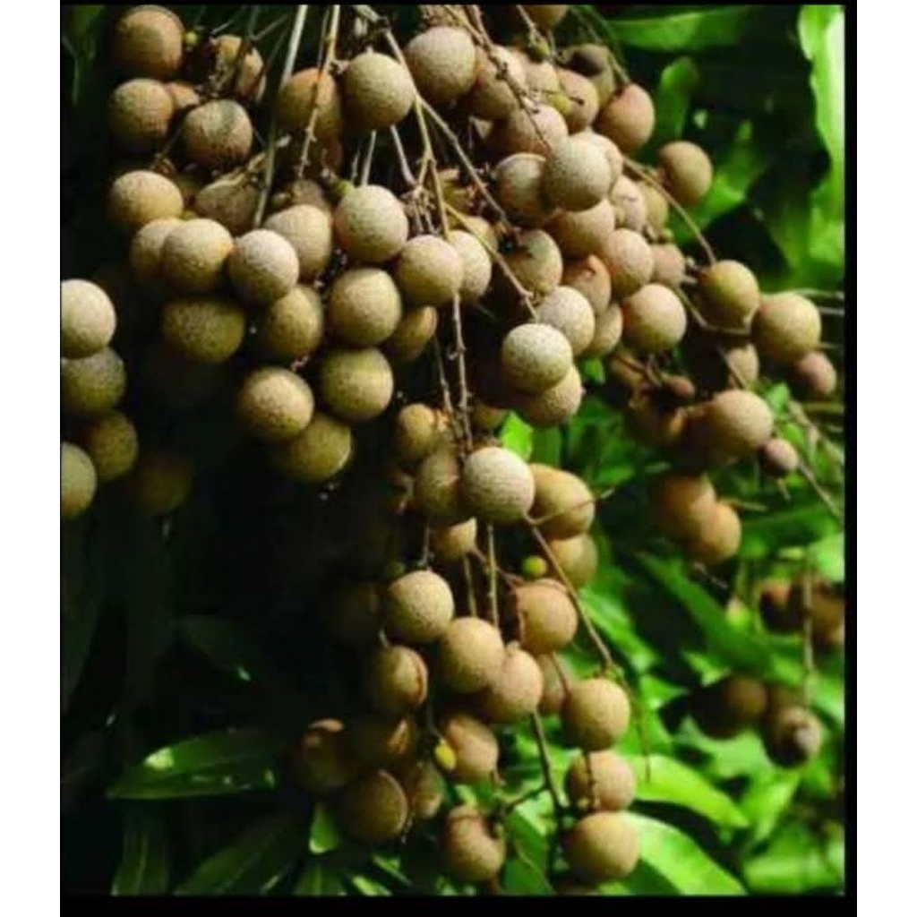 

Kelengkeng New crystal