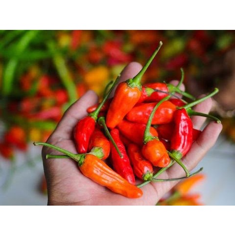 

Cabe Rawit Merah / Cengek Domba / Cengek Ori Segar Fresh 100 Gram
