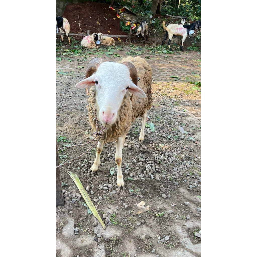 

daging kambing