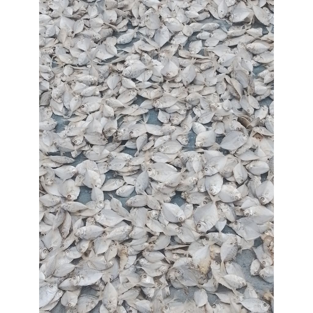 

Gereh kempar/gereh petek kecil/grasak petek 1 kg