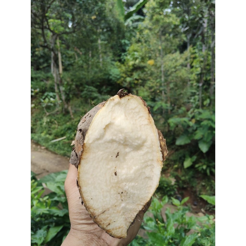 

UMBI UWI PUTIH PUNEL LEGIT 1KG