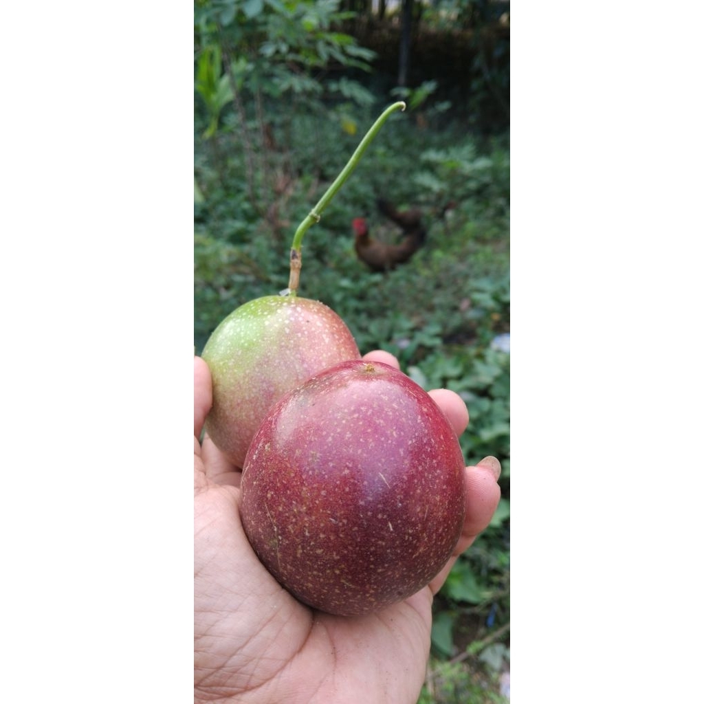 

return markisa tidak dijual