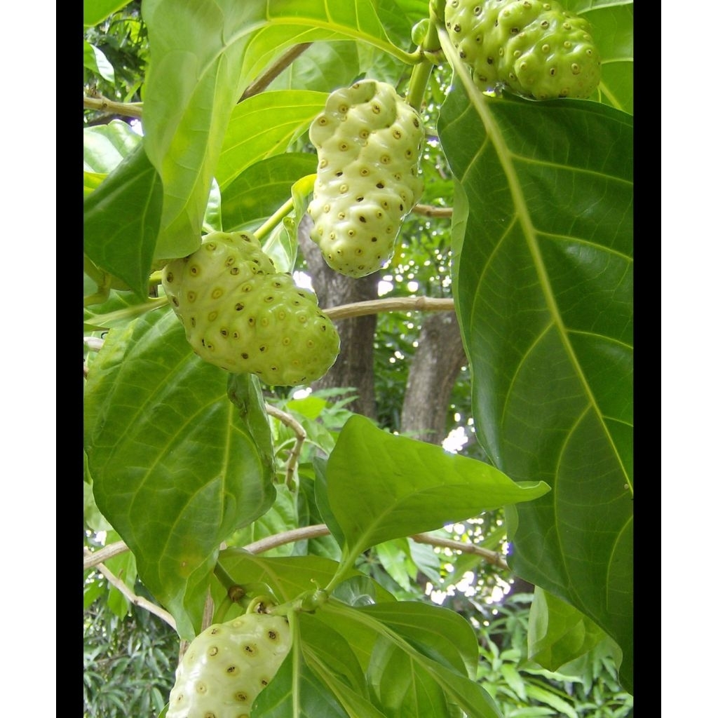 

500gram buah mengkudu baru petik
