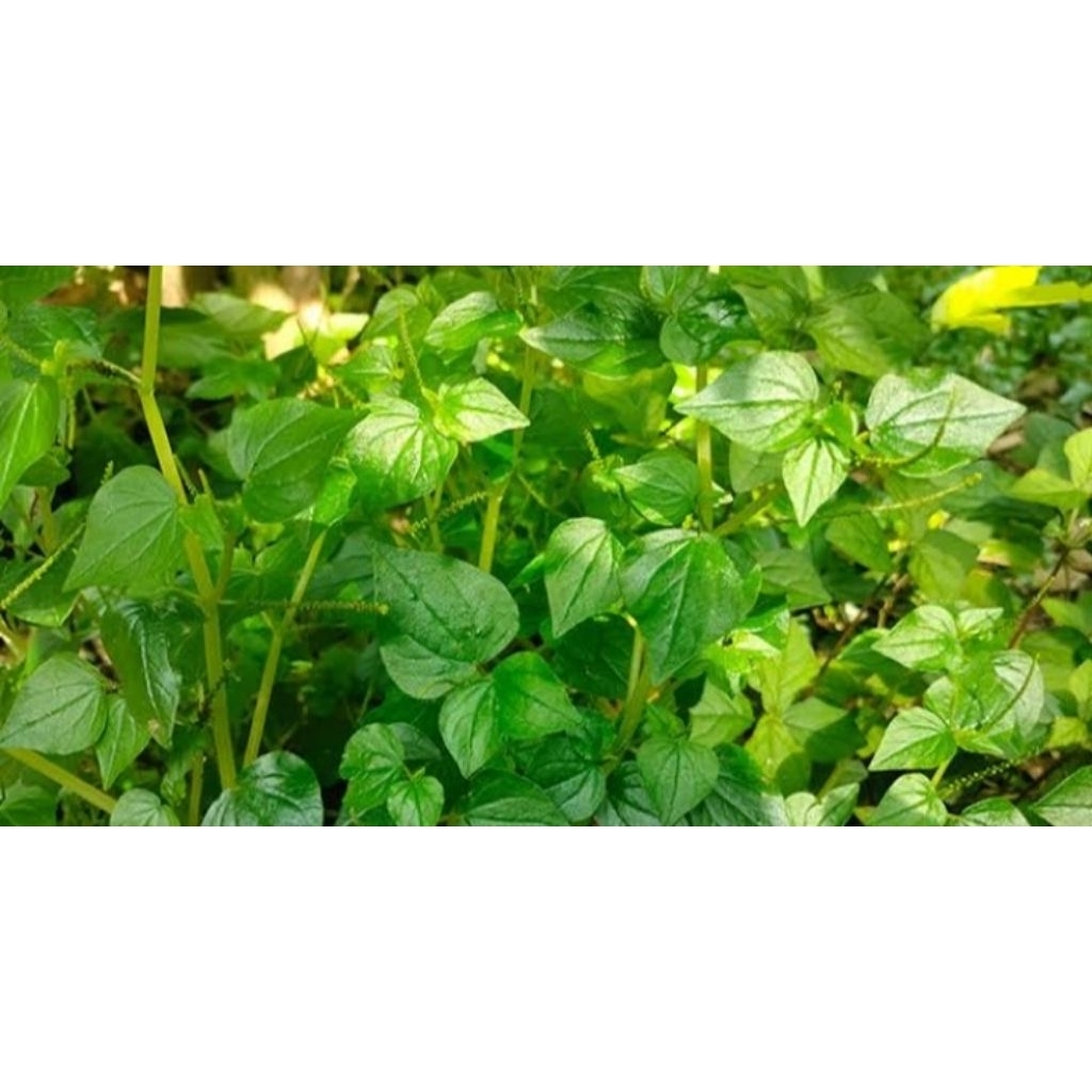 

Daun sereh cina segar 500gr