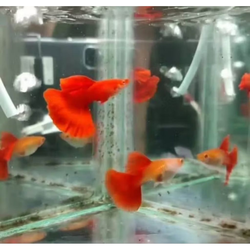 Guppy AFR big dorsal size remaja per pasang