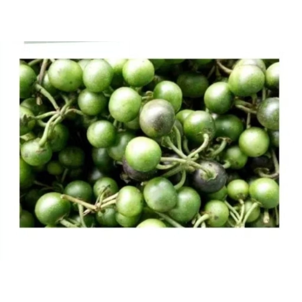 

lenca,leunca 250g lalapan
