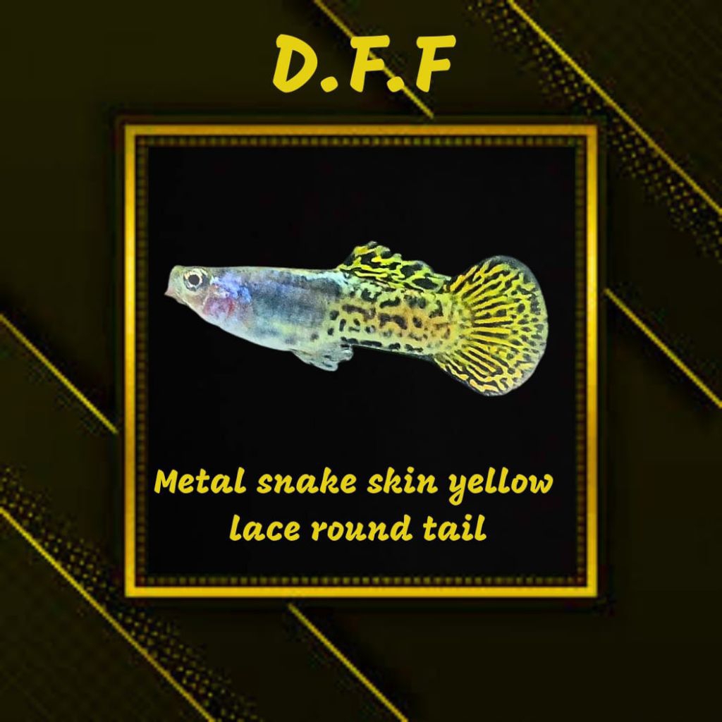 

BOX STEROFOAM-MSSYL RT