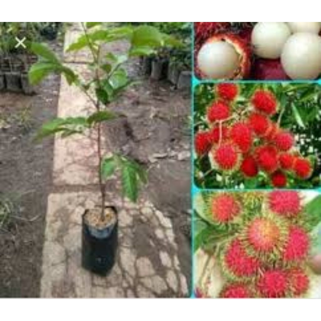 BIBIT BUAH RAMBUTAN PARAKAN HASIL OKULASI