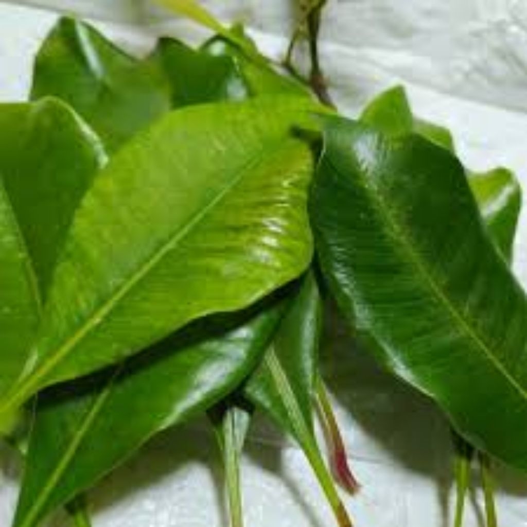

Daun cengkeh segar 250 gram