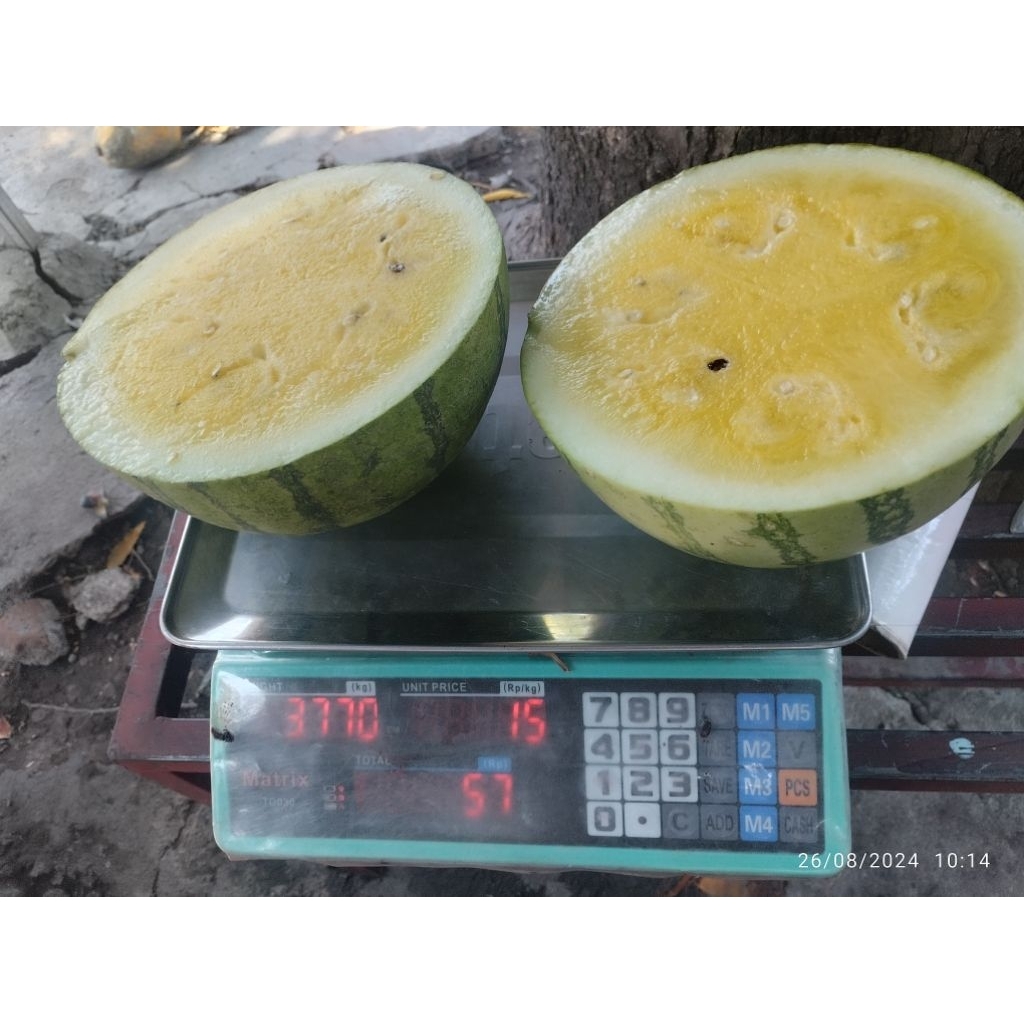 

semangka kuning tanpabiji (MARKET)