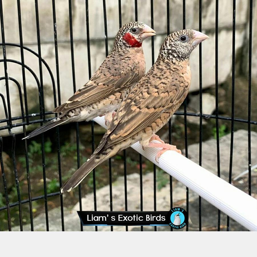 Burung Hias Cut throat Finch Sepasang Siap Ternak Import Africa Cocok untuk Breeding AVIARY DAN HIAS