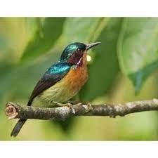 Konin Metalik/Trotol Natuna Palmerah