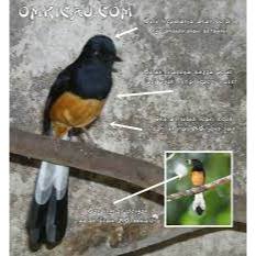 Murai Batu Larwo Jawa Palmerah