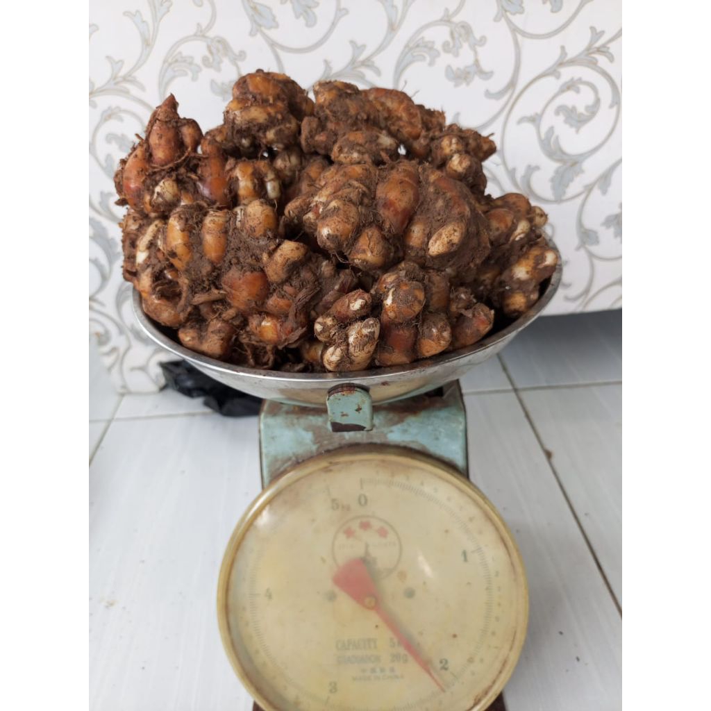 

kencur tua segar 5kg bumbu seblak