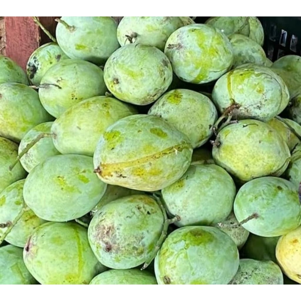 

mangga cengkir setengah matang 1kg ,cocok buat rujak