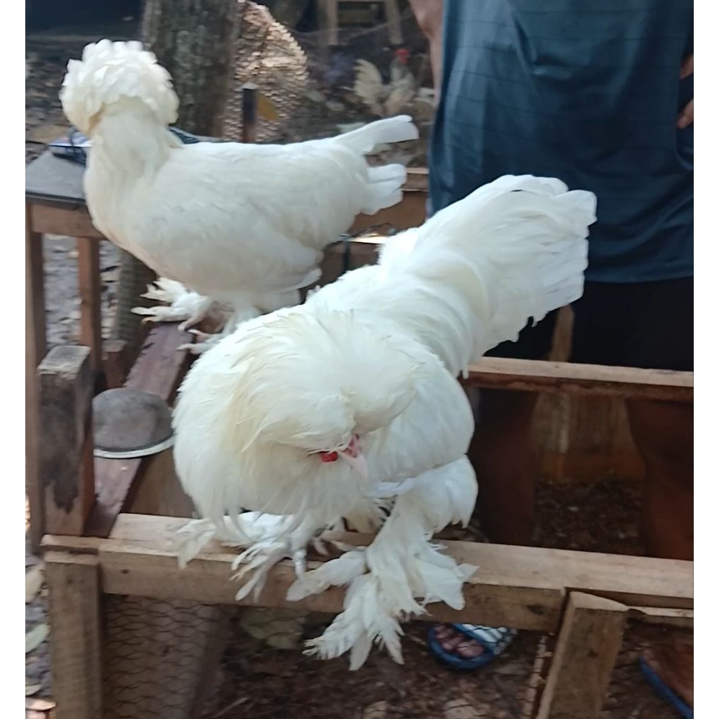 Sepasang siapan Ayam Hias sultan