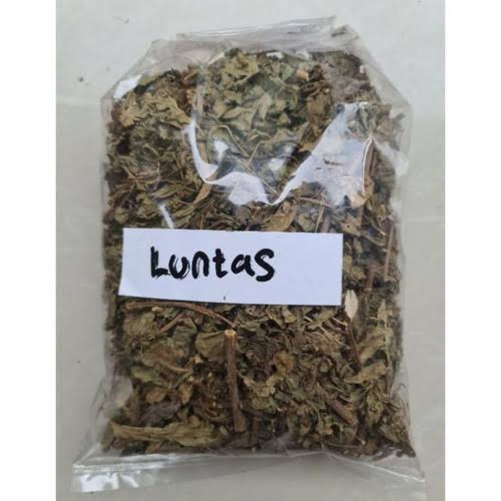 

Daun Beluntas Kering