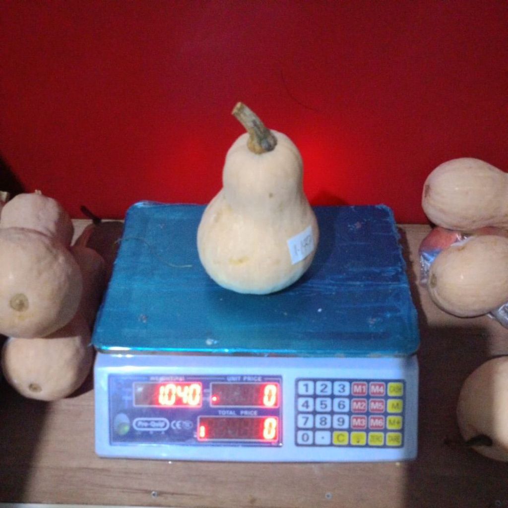 

Paket Labu Madu 1000gr 10buah