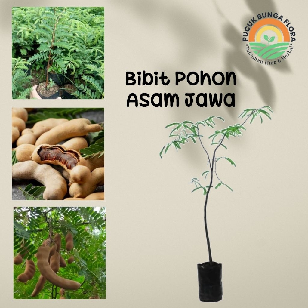Pohon Asam Jawa Bibit Pohon Asam jawa pohon asam