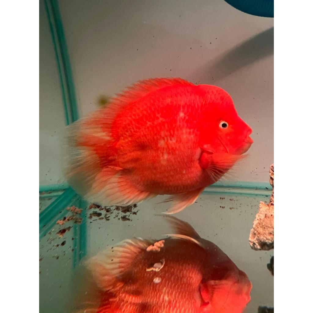 Ikan louhan Super Red Mongkey Indukan King Parrot fish