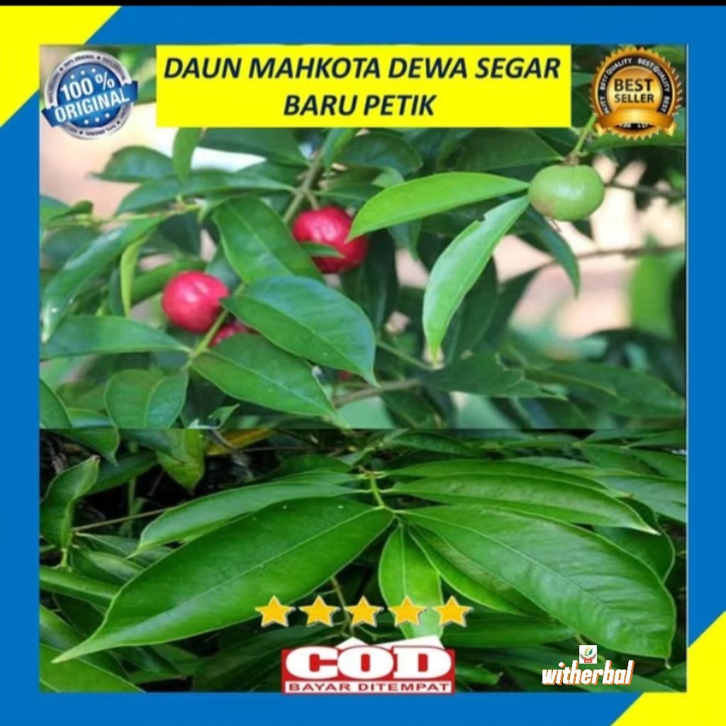 

Daun Mahkota Dewa Segar 250 Gram