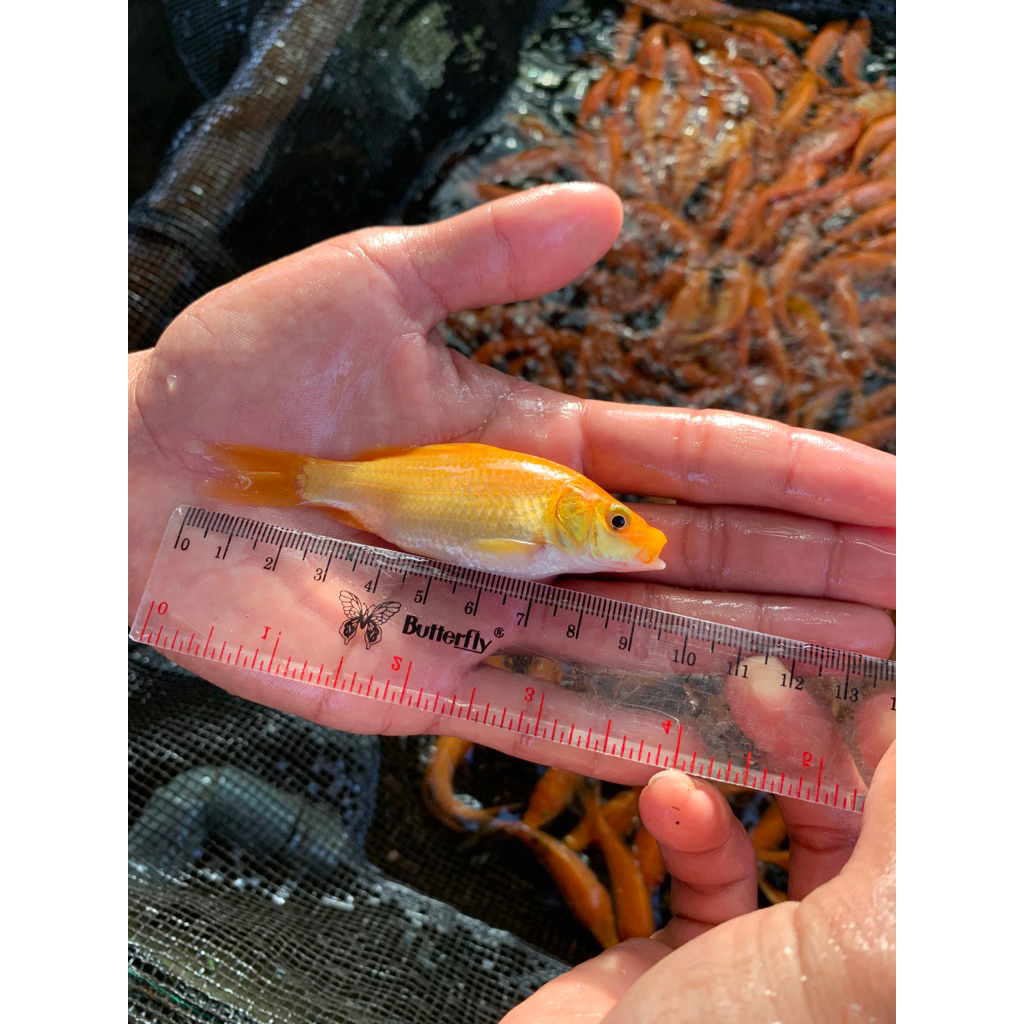 

ikan mas / tombro