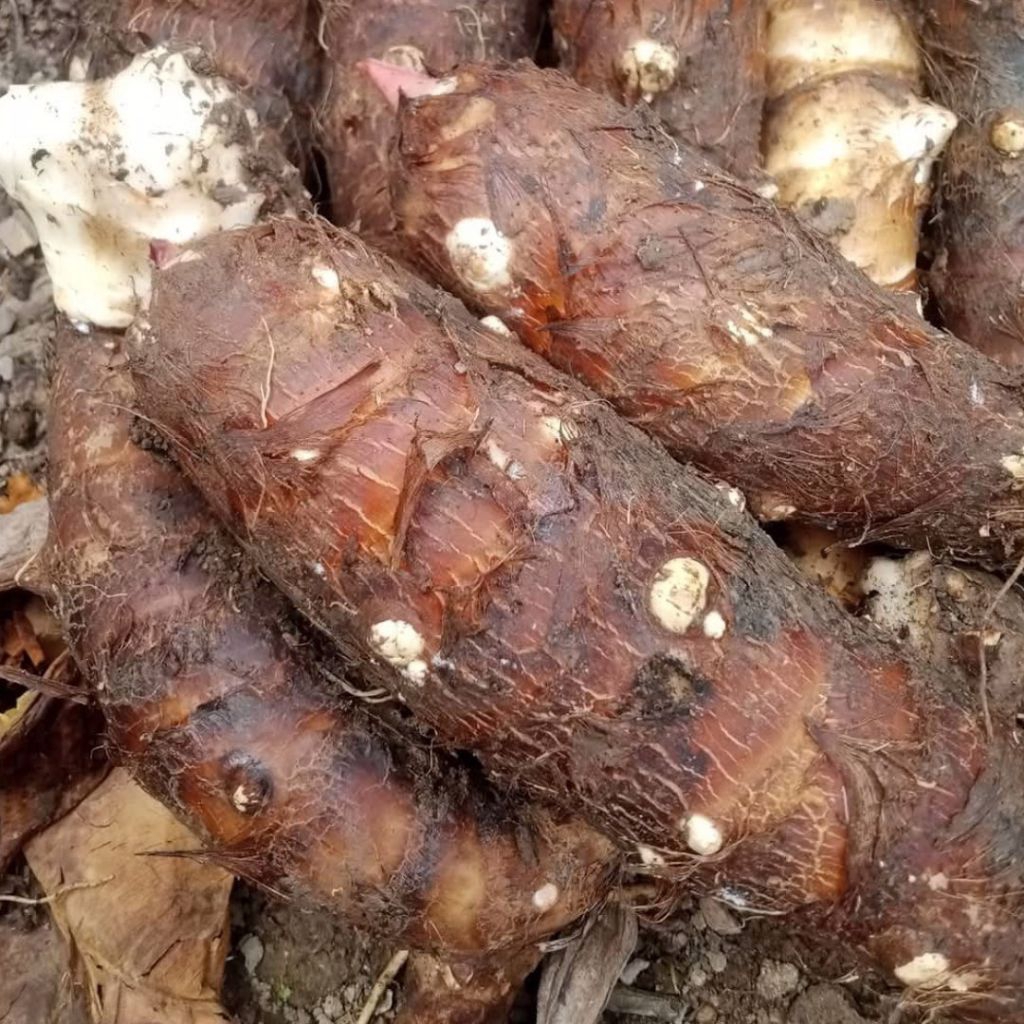 

(1 Kg) Umbi Talas / ubi Tales / entik talas asli enak gurih GARANSI