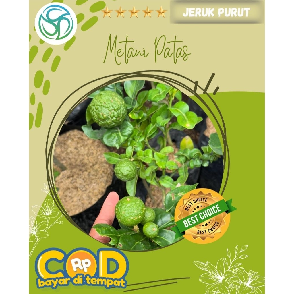Jeruk Purut Okulasi || Bibit Jeruk Purut || Jeruk Purut Rajin Berbuah