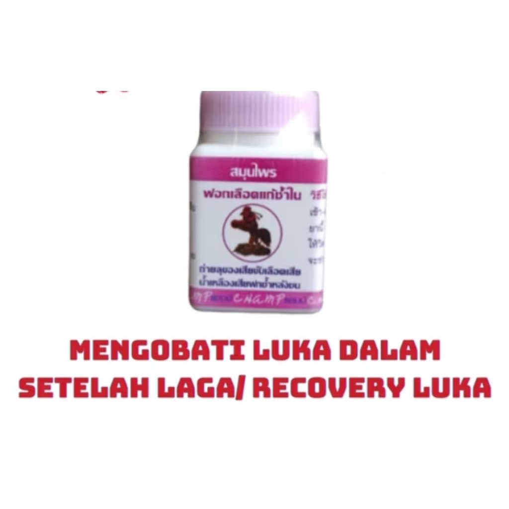 KAMLANG CHAMP UNGU OBAT AYAM MERPATI LUKA DALAM setelah laga