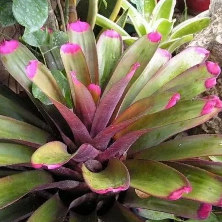 Tanaman Bromelia Lipstik Pink / Bromeliad Pink Lipstik / Neoregalia Spectabilis Bromeliad