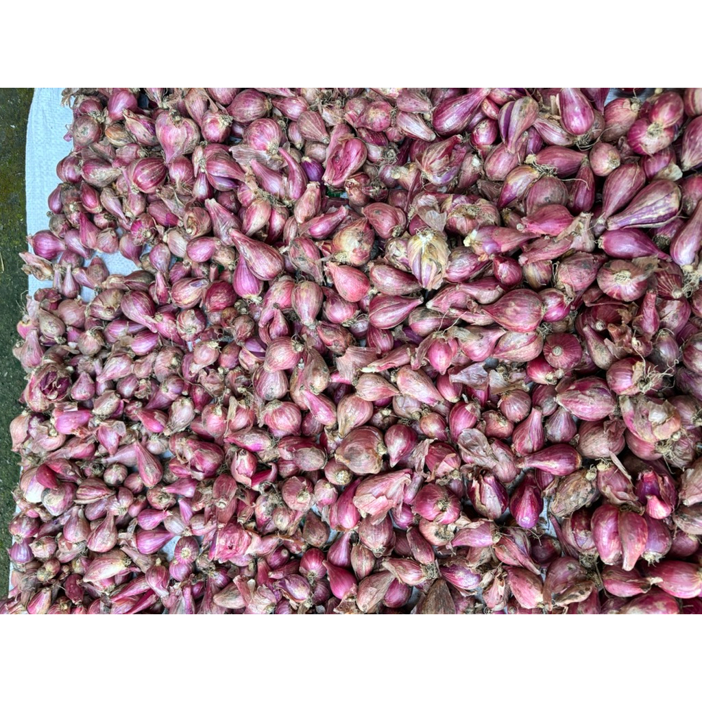 

Bawang Merah Super – Kulit Kering, Isi Padat, Wangi Masakan Lebih Sedap