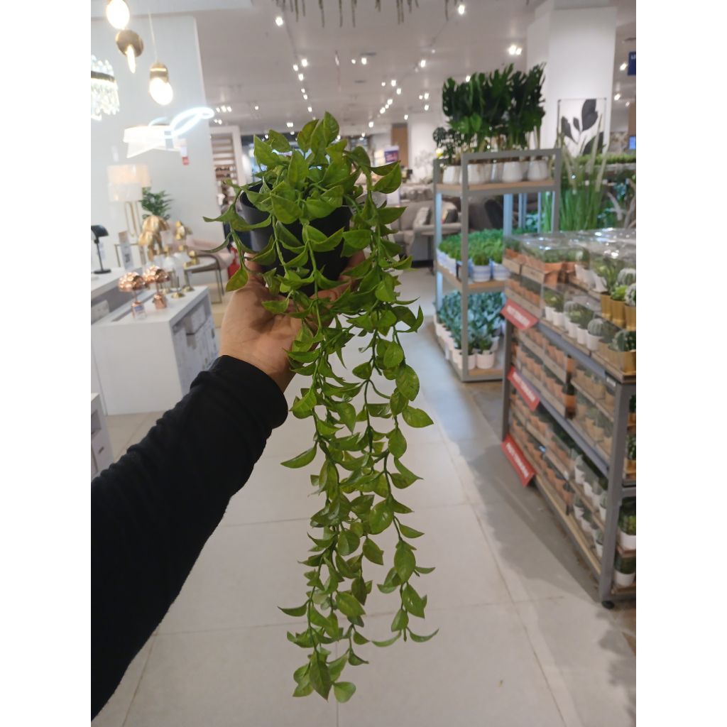 Informa tanaman rambat artificial