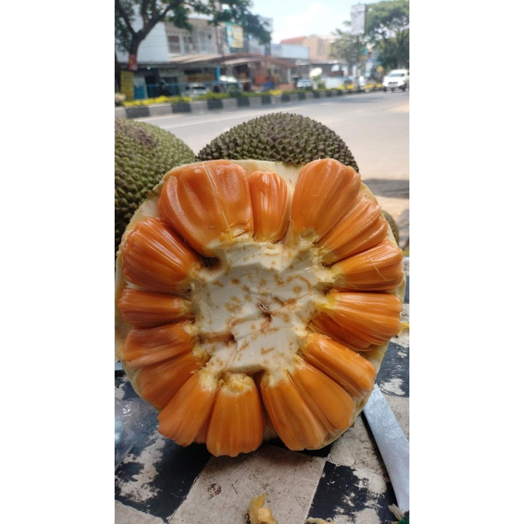 Bibit Nangka Madu/Bibit Nangka genjah