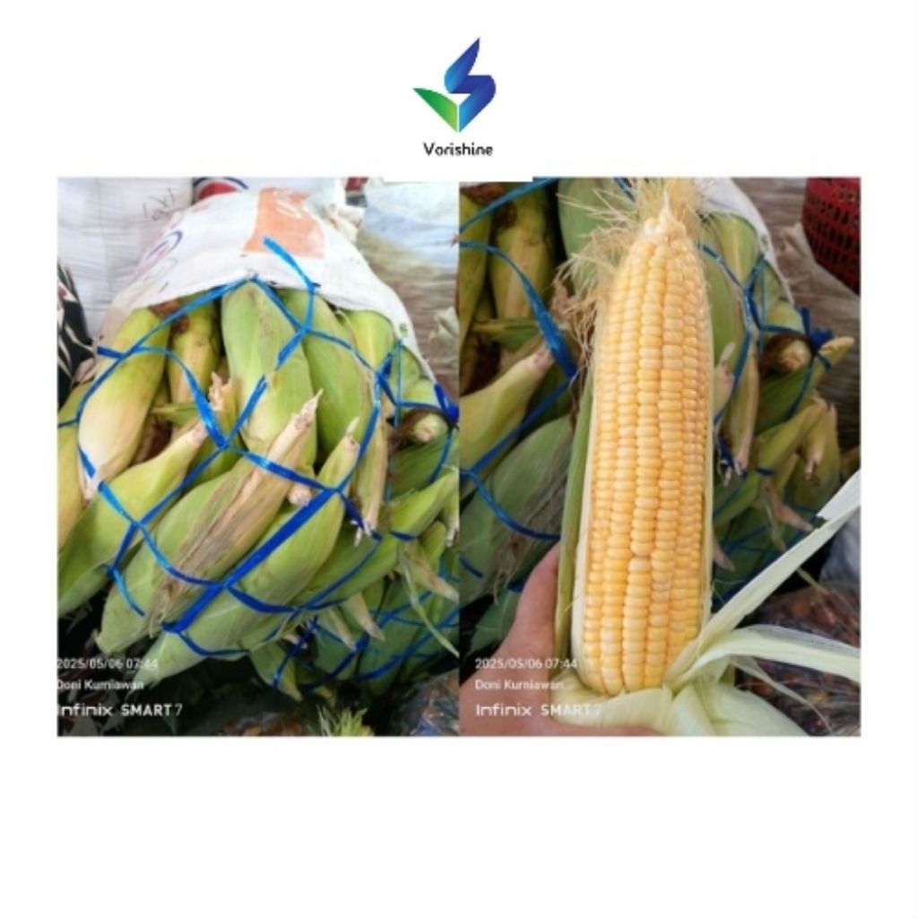 

Jagung Manis Segar 1kg - Panen Baru dari Petani