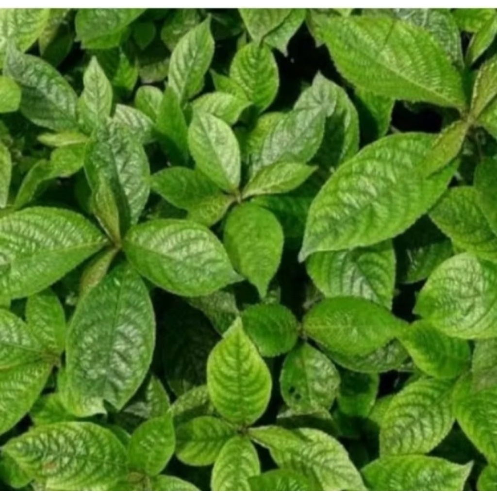 

TERMURAH daun keji beling 250gram daun pecah beling segar