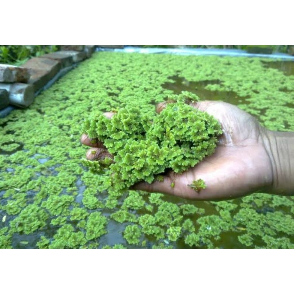 PAKAN TERNAK ALAMI DARI AZOLLA