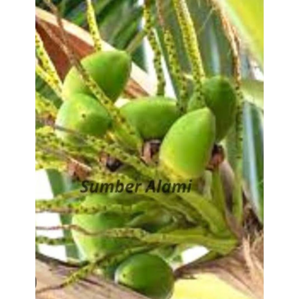 

Jual beluluk atau cengkir kelapa 3 biji