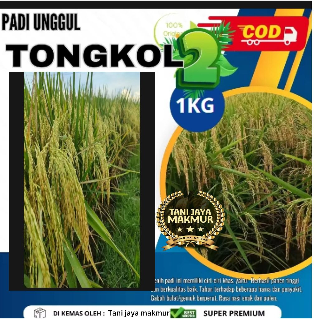Benih padi 2 Tongkol/dua tongkol jumbo berkualitas unggul kemasan 1kg.