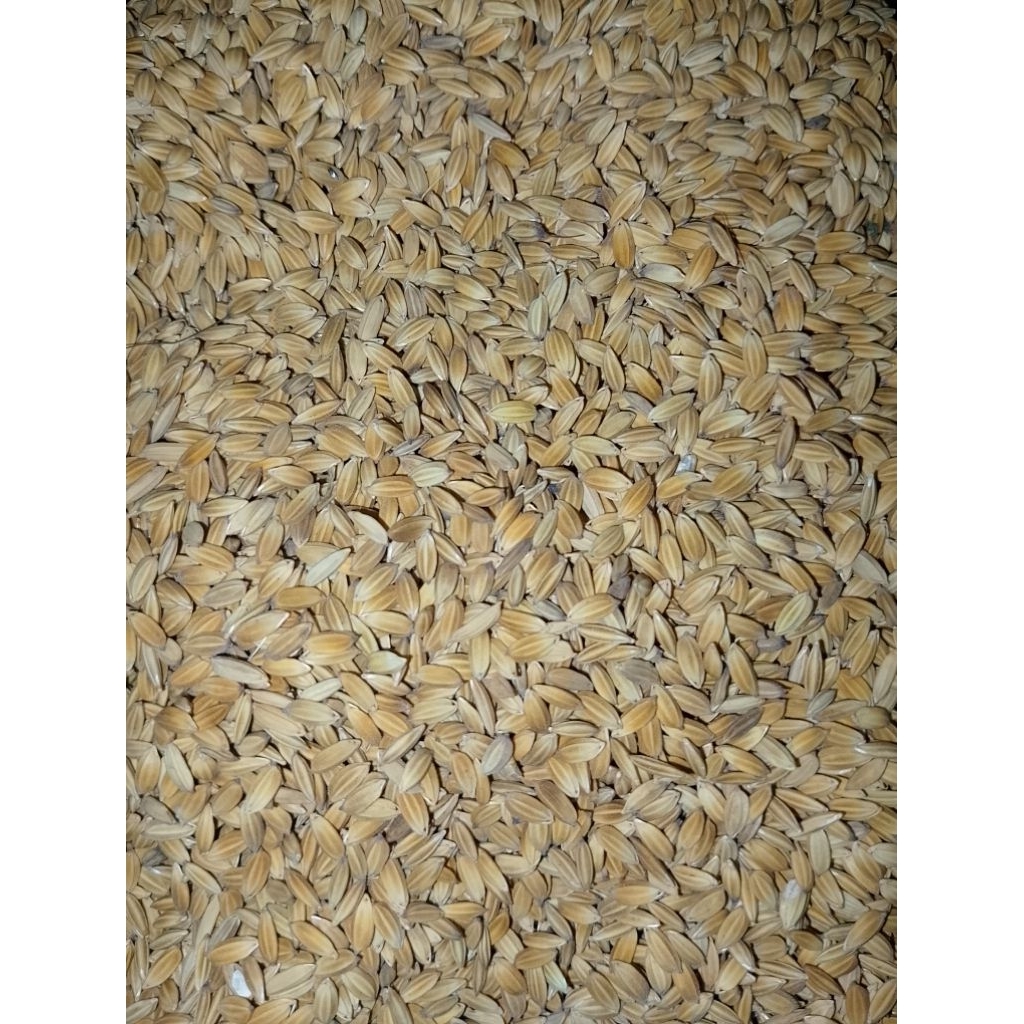 GABAH BANGKOK/GABAH LAMPUNG PREMIUM