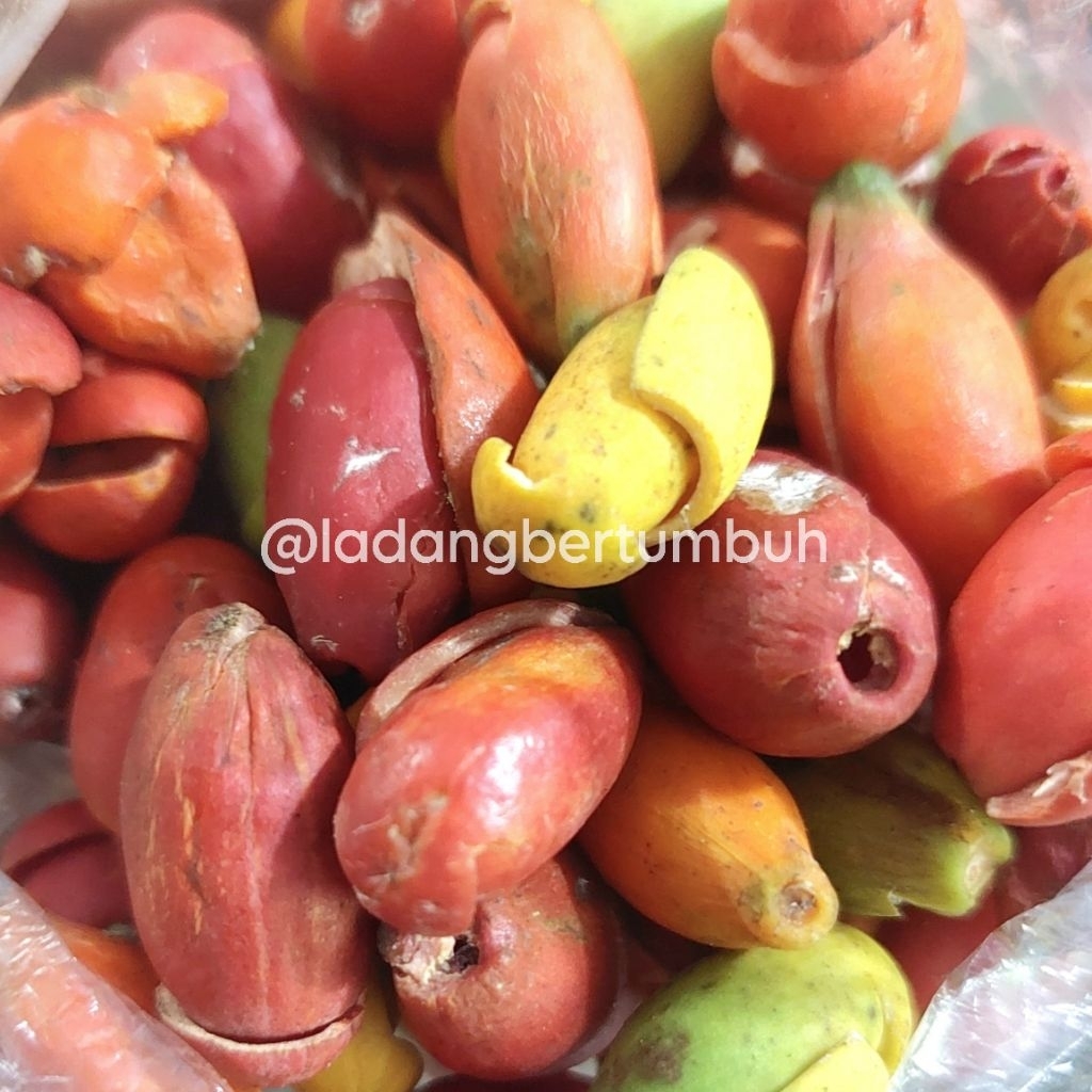 

Melinjo Kupas Segar/Kulit Melinjo Fresh/Kulit Tangkil Bahan Sayur Asem - LADANG BERTUMBUH