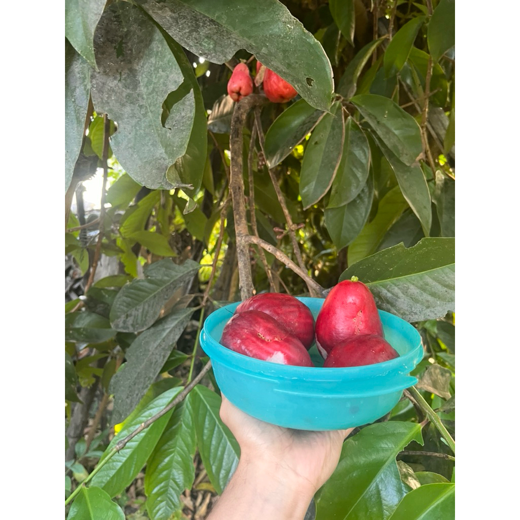 

Jambu Bol Australia Segar 1kg