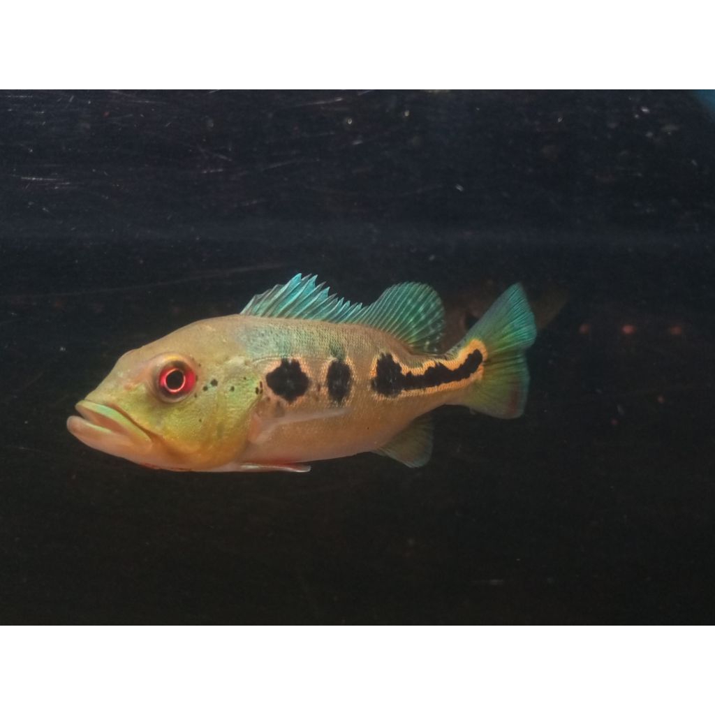 pbass Orinoco 9 10cm